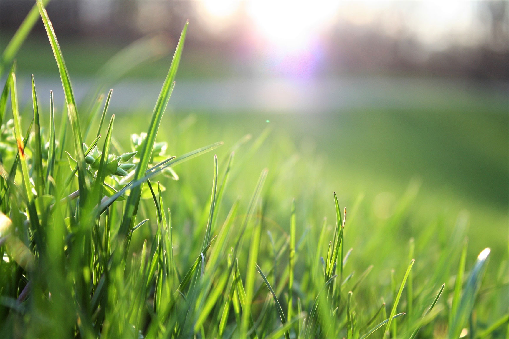 Blades of Grass